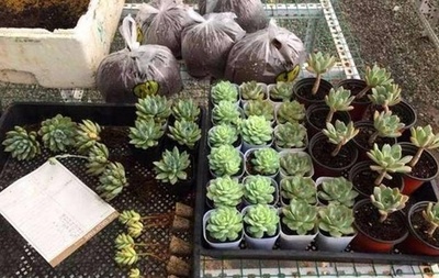 地攤起步，200元創業 他的禮品花卉銷售傳奇
